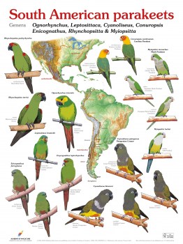 South American parakeets